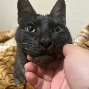 Meet your Posher, Josceline